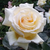 Rózsaszín - Teahibrid rózsa - Reka S.
